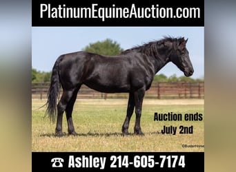 Quarter horse américain, Hongre, 14 Ans, 150 cm, Noir, in Weatherford TX,