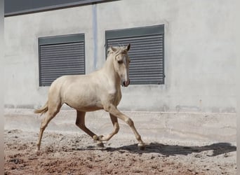 Lusitano, Stallion, 2 years, 16.1 hh, Palomino, in Rio Maior