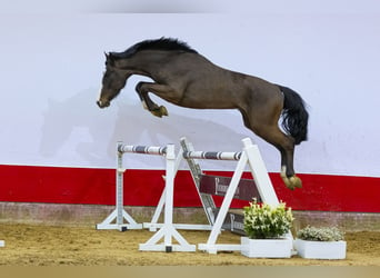 Zangersheider, Stallion, 3 years, 16 hh, Black, in Waddinxveen,