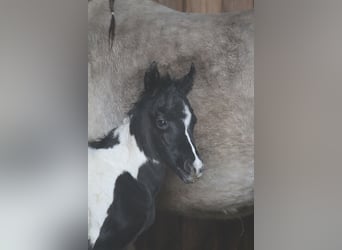 Arabisch Partbred, Merrie, Veulen (03/2026), 152 cm, Tobiano-alle-kleuren, in Gransee