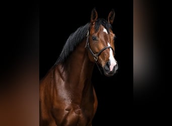 Caballo de deporte alemán, Caballo castrado, 9 años, 173 cm, Castaño, in Fraunberg