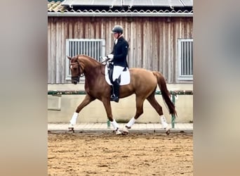 KWPN, Gelding, 9 years, 17 hh, Chestnut-Red, in Weesow,