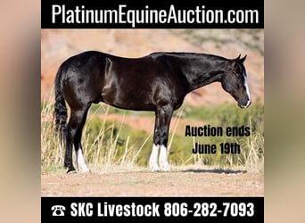Quarter horse américain, Hongre, 7 Ans, Bai cerise, in Canyon TX,