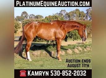 American Quarter Horse, Wallach, 14 Jahre, 155 cm, Dunkelfuchs, in Pleasant Grove CA