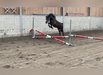 Kuc walijski sekcji A, Ogier, 5 lat, 127 cm, Gniada