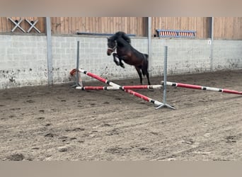 Welsh A (Mountain Pony), Stallion, 5 years, 12,1 hh, Brown