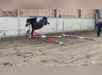 Welsh A (Mountain Pony), Stallion, 5 years, 12,1 hh, Brown