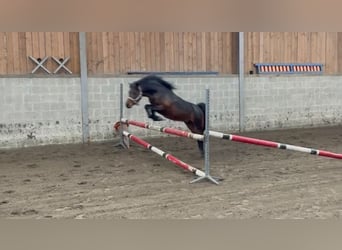 Welsh A (Mountain Pony), Stallion, 5 years, 12,1 hh, Brown