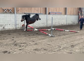 Welsh-A, Hengst, 5 Jaar, 127 cm, Bruin