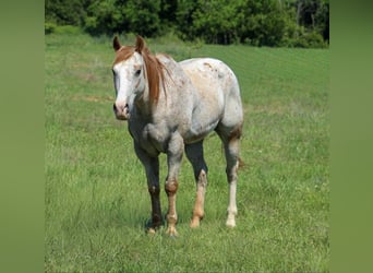 Appaloosa, Ruin, 17 Jaar, 157 cm, Roodvos, in Poolville