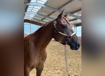 American Quarter Horse, Stute, 2 Jahre, Fuchs, in Arnbruck