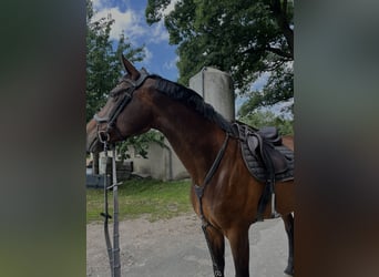Mare 16 years