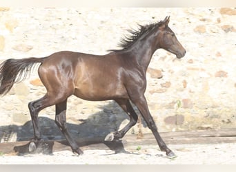 Hanovrien, Étalon, 2 Ans, Bai brun foncé, in Elevage des Baïsses,