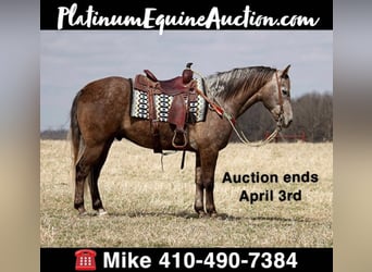 American Quarter Horse, Wallach, 6 Jahre, 152 cm, Schimmel, in Moutain Grove MO,