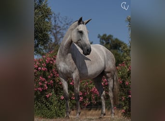 Lusitanos, Stute, 5 Jahre, 166 cm, Rappschimmel, in Agua Derramada,