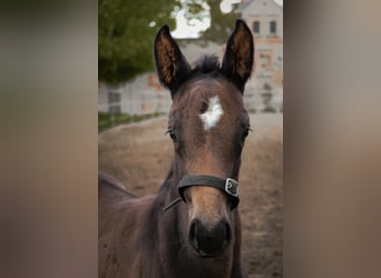 Mare 1 year