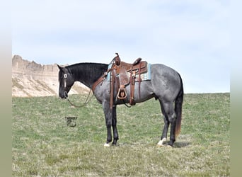 Quarter horse américain, Hongre, 5 Ans, 157 cm, Rouan Bleu, in Bayard, Nebraska,