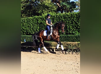 Rhinelander, Gelding, 13 years, 15,2 hh, Smoky-Black, in Kempen
