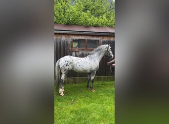 French riding pony, Gelding, 20 years, 14,2 hh, Leopard-Piebald, in Großarl,