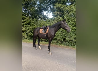 BWP (cheval de sang belge), Hongre, 8 Ans, 180 cm, Noir, in Kamp-Lintfort,
