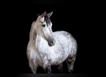 Hanoverian, Mare, 7 years, 16.2 hh, Gray, in Wolfsbach,