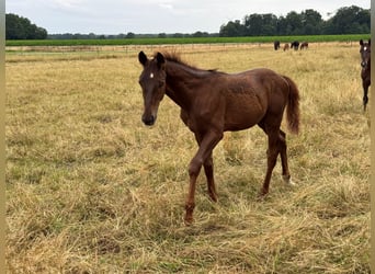 Oldenburg, Stallion, Foal (05/2025), in Vechta