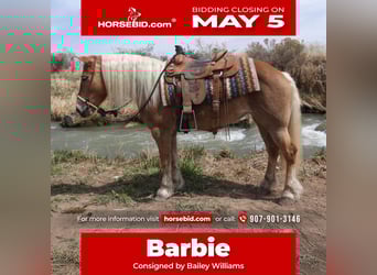 Haflinger, Mare, 10 years, 14 hh, Palomino, in Montrose, CO,