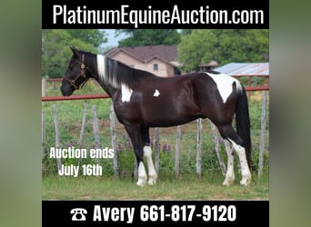 Tennessee walking horse, Ruin, 13 Jaar, 152 cm, Tobiano-alle-kleuren, in Stephenville TX,