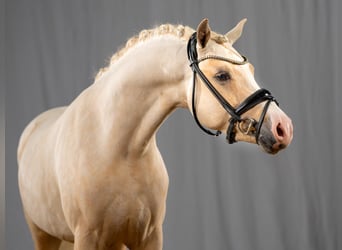 German Riding Pony, Stallion, 4 years, 14 hh, Palomino
