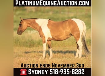 Paint Horse, Stute, 10 Jahre, 152 cm, Falbe, in Granbury TX,