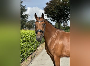 Klacz 4 lat Klacz 4 lat