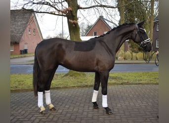 Gelding 3 years