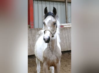 Meer warmbloeden, Merrie, 1 Jaar, 165 cm, Gevlekt-paard, in Borgentreich,