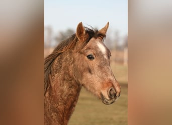 Shagya Arabian, Stallion, 2 years, 14.3 hh, Gray-Red-Tan, in Kladruby,