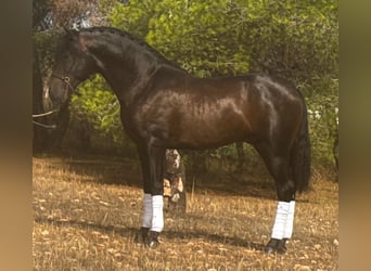 Andalusiër, Hengst, 3 Jaar, 160 cm, Donkerbruin, in Martfeld