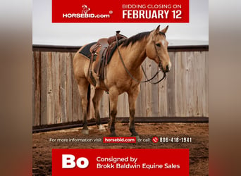 Quarter horse américain, Hongre, 10 Ans, 147 cm, Buckskin, in Amarillo,