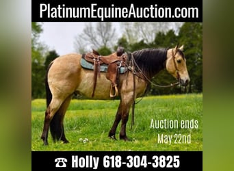 Quarter horse américain, Hongre, 10 Ans, 157 cm, Buckskin, in Greeneville KY,