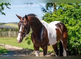 Franse rijpaarden, Hengst, 7 Jaar