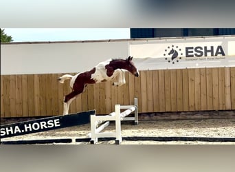 Französisches Reitpony, Hengst, 7 Jahre
