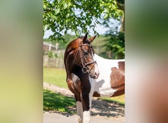 Französisches Reitpony, Hengst, 7 Jahre
