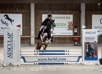 Französisches Reitpony, Hengst, 7 Jahre