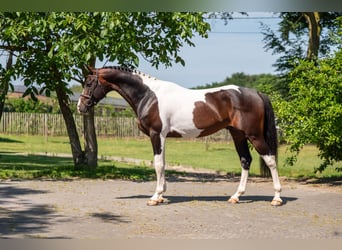 Französisches Reitpony, Hengst, 7 Jahre