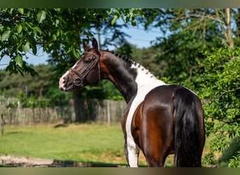 Pony francés de montar a caballo, Semental, 7 años