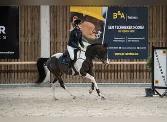 Pony Francese, Stallone, 7 Anni