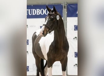 Pony Francese, Stallone, 7 Anni