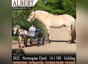 Caballo del fiordo noruego (Fjord), Caballo castrado, 4 años, 145 cm, Bayo, in Howell, MI