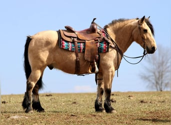 Fjord Horses Mix, Gelding, 12 years, 13,3 hh, Buckskin, in Rebersburg