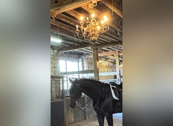 Deens warmbloed, Hengst, 11 Jaar, 175 cm, Zwart
