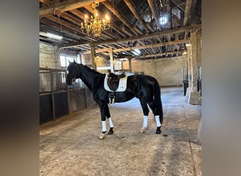 Deens warmbloed, Hengst, 11 Jaar, 175 cm, Zwart