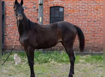 Deens warmbloed, Hengst, 1 Jaar, 170 cm, Bruin